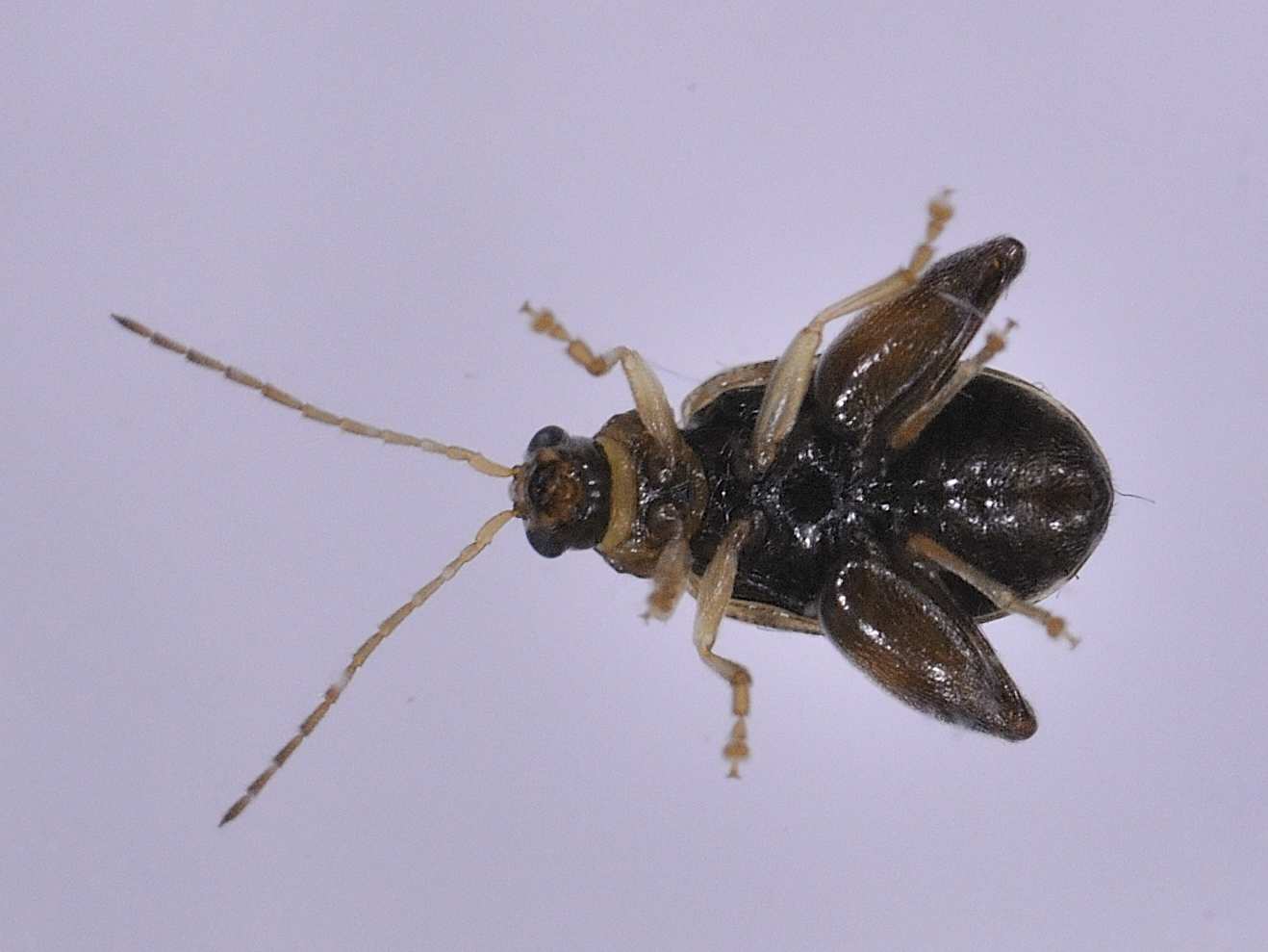 ID Coleottero: Longitarsus cf melanocephalus